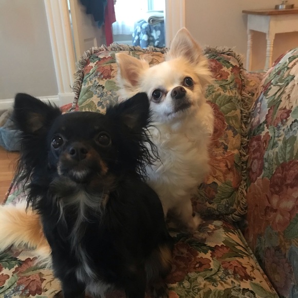 Meet your Posher, Elizabeth - Picture 7 of 8